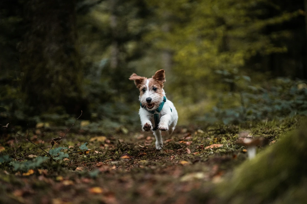 Jack Russell Terrier in blauer Weste l&auml;uft &uuml;ber einen herbstlichen, mit Bl&auml;ttern bedeckten Waldweg. Der kleine Hund ist fr&ouml;hlich und dynamisch unterwegs, mit gespitzten Ohren und offenem Maul. Der Hintergrund ist ein unscharfer, gr&uuml;n-brauner Waldkontext.