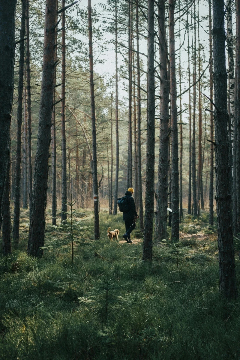 Wanderer mit gelbem Hut und Hund spazieren durch einen dichten Nadelwald mit hohen B&auml;umen und moosigem Untergrund. Sonnenlicht durchdringt sanft die Baumst&auml;mme und erhellt die gr&uuml;ne Waldlandschaft.