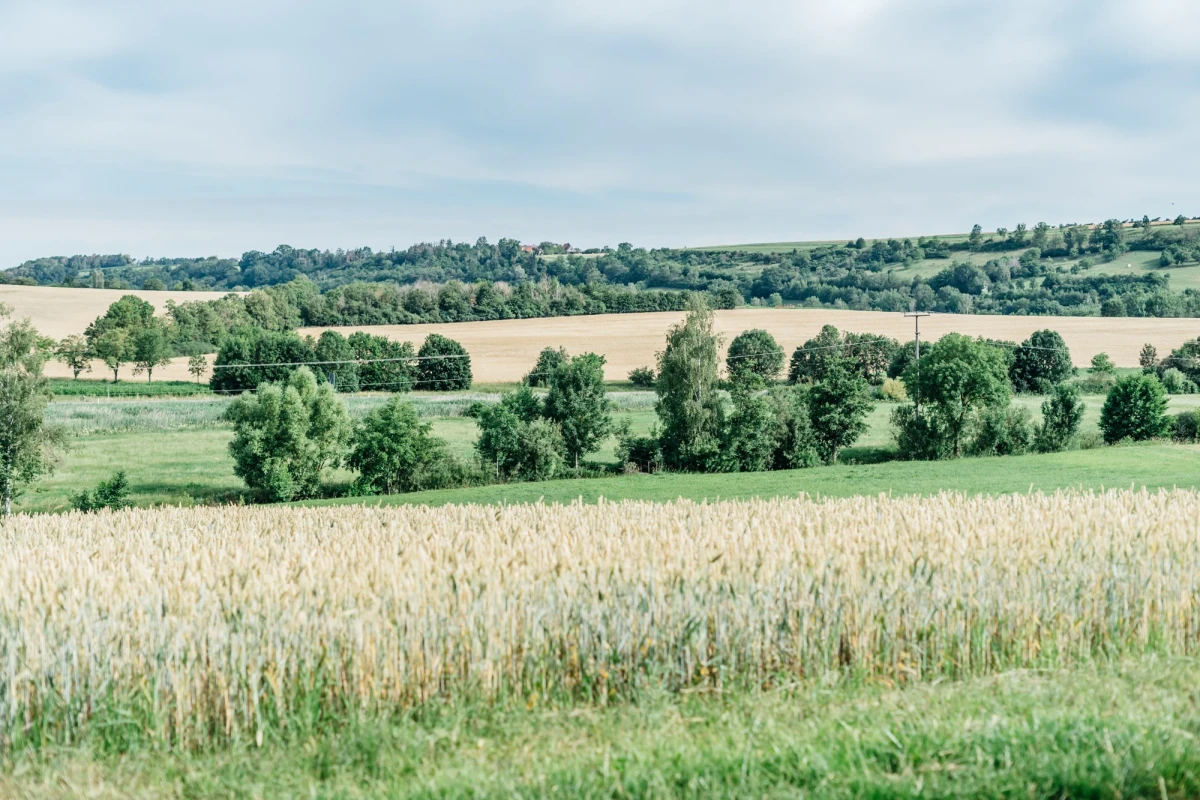 Weites Weizenfeld mit goldgelben &Auml;hren im Vordergrund, umgeben von gr&uuml;nen B&auml;umen und Feldern. Im Hintergrund sanfte H&uuml;gellandschaft mit W&auml;ldern und bew&ouml;lktem Himmel.